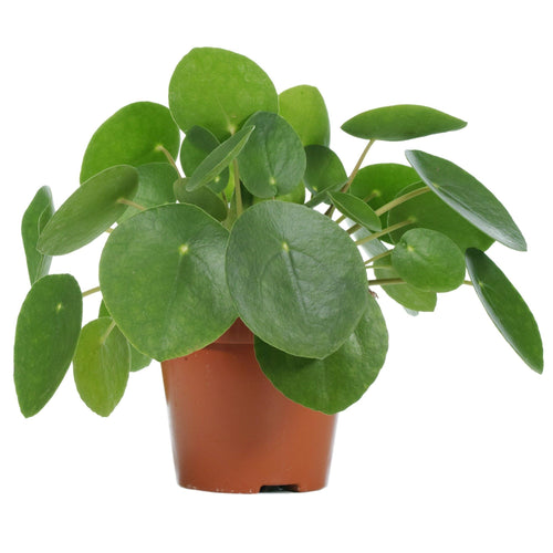 Pilea peperomoides - Chinese money plant 15/30 Plants Almost Paradise Berlin 