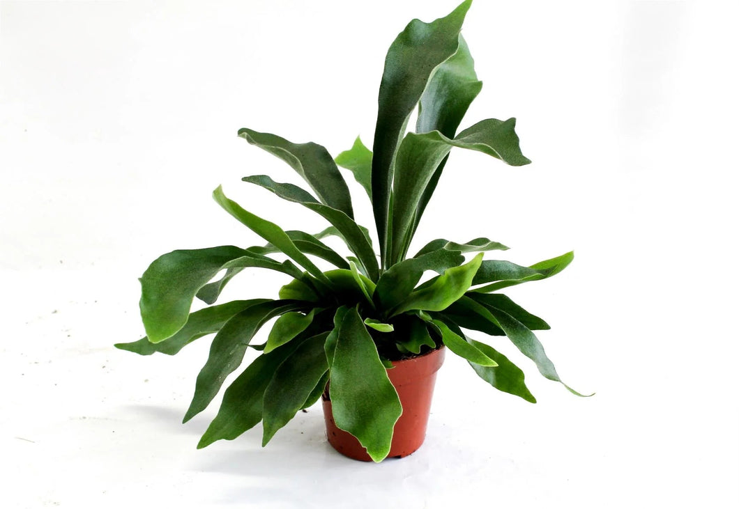 Platycerium bifurcatum (Staghorn fern) 20/50 Plants Almost Paradise Berlin 