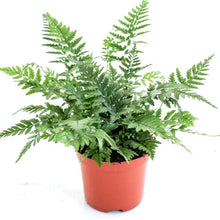Load image into Gallery viewer, Polystichum tsussimense &quot;Korean Rock Fern&quot; 8.5/20 Plants Almost Paradise Berlin 
