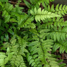 Load image into Gallery viewer, Polystichum tsussimense &quot;Korean Rock Fern&quot; Plants Almost Paradise Berlin 
