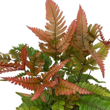 Load image into Gallery viewer, Pteris quadriaurita &quot;Tricolor&quot; Fern Baby plant Plants Almost Paradise Berlin 
