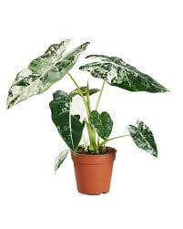 !Rare Special Alocasia 