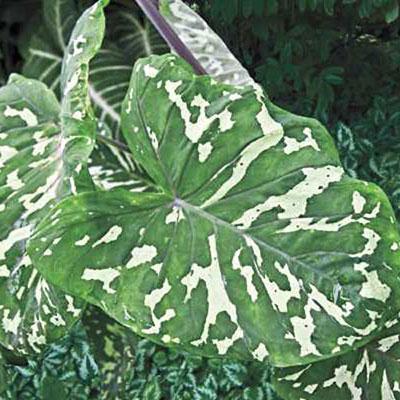 !Rare Special Caladium (Alocasia/Colocasia) 