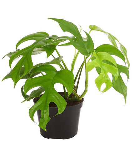 Rhaphidophora Tetrasperma (Monstera Minima) baby plant Plants Almost Paradise Berlin 