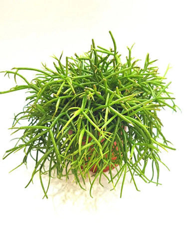 Rhipsalis Baccifera 10/20 Plants Almost Paradise Berlin 