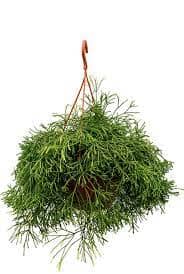 Rhipsalis Clavata 21/60 Plants Almost Paradise Berlin 