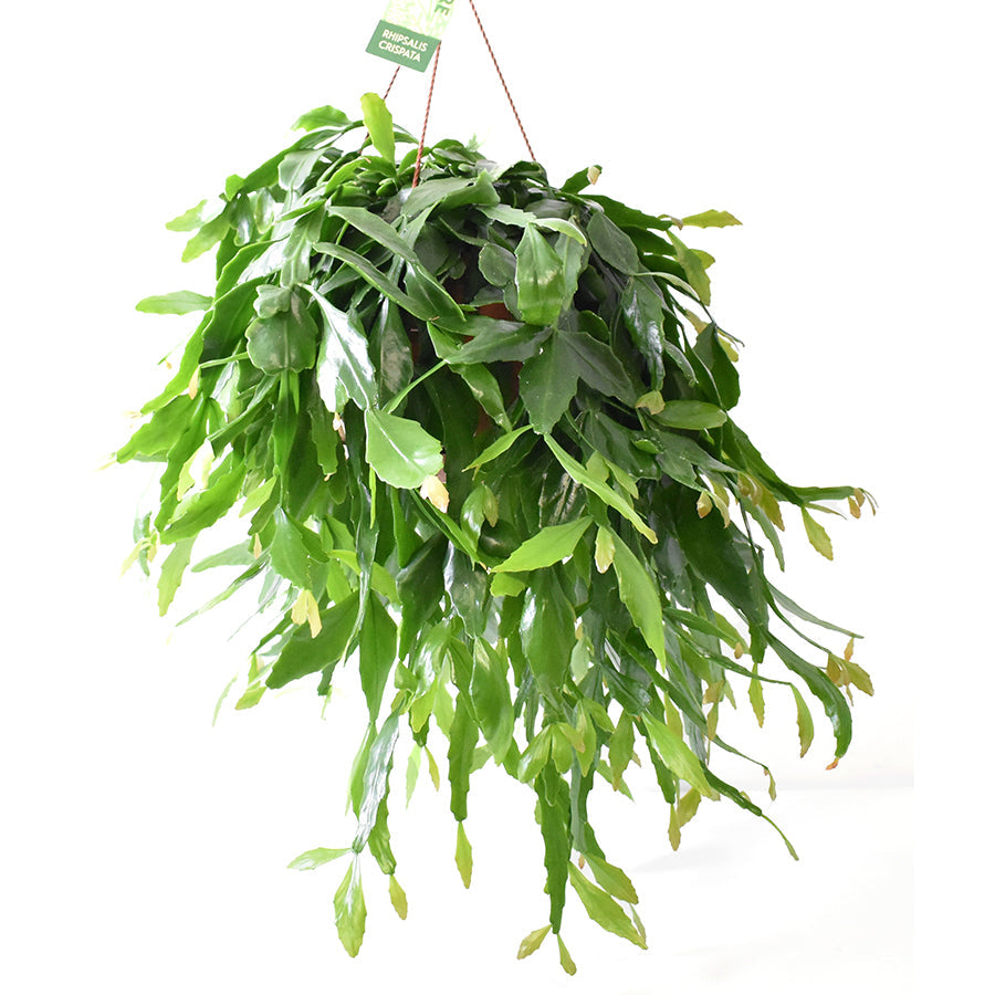 Rhipsalis Crispata 21/50 Plants Almost Paradise Berlin 