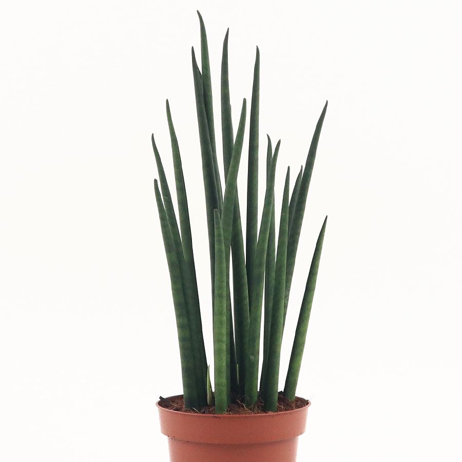 Sansevieria bacularis 