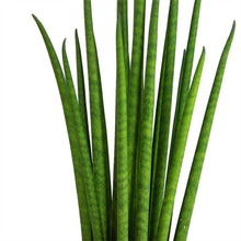 Load image into Gallery viewer, Sansevieria bacularis &quot;Mikado&quot; Baby plant Plants Almost Paradise Berlin 

