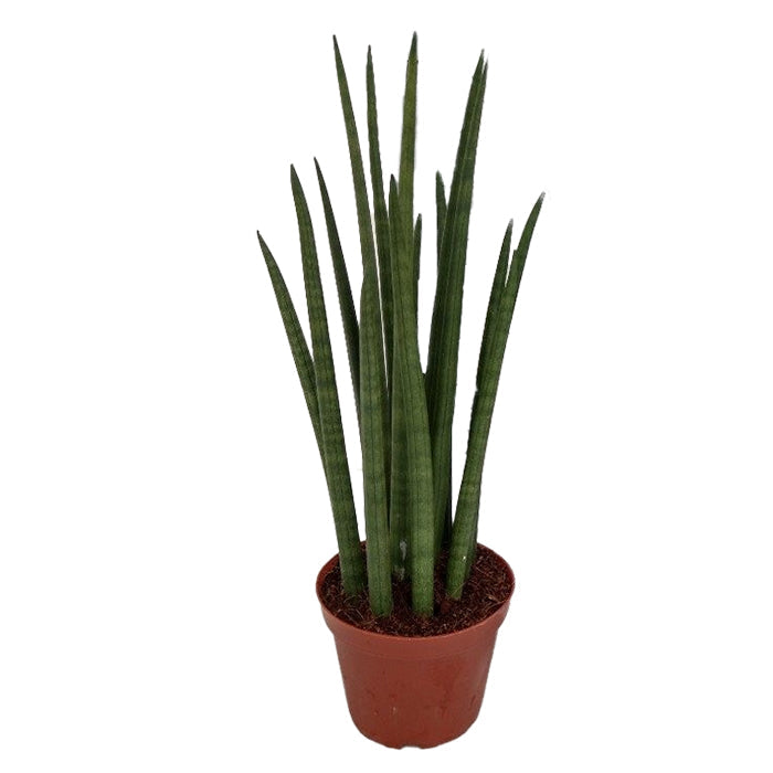 Sansevieria cylindrica Nina 12/40 Plants Almost Paradise Berlin 