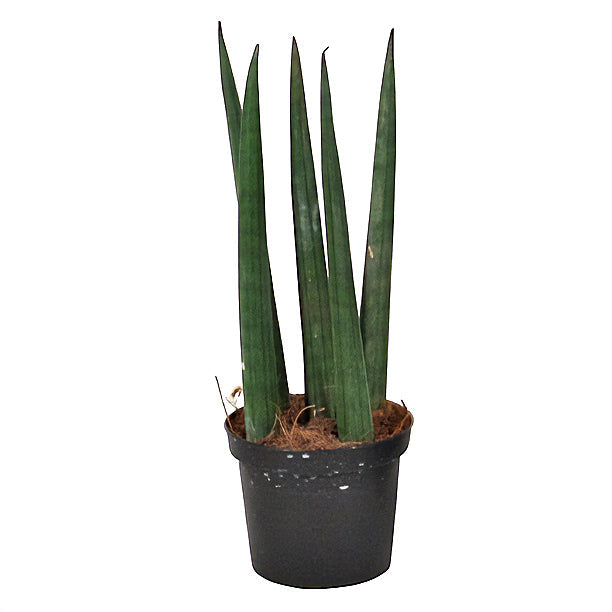 Sansevieria cylindrica Straight Baby plant Plants Almost Paradise Berlin 