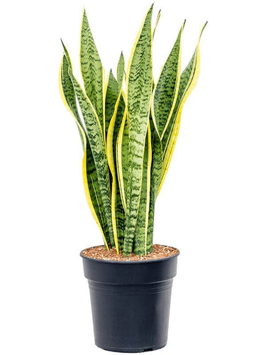 Sansevieria 