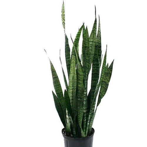 Sansevieria zeylanica (Bogenhanf) 21/80 Plants Almost Paradise Berlin 