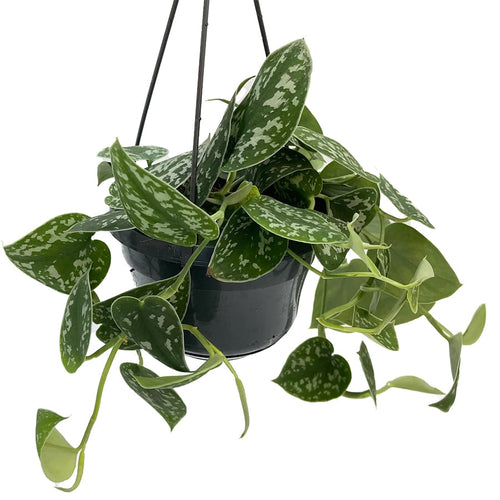 Scindapsus pictus 'Argyraeus' 14/40 Plants Almost Paradise Berlin 