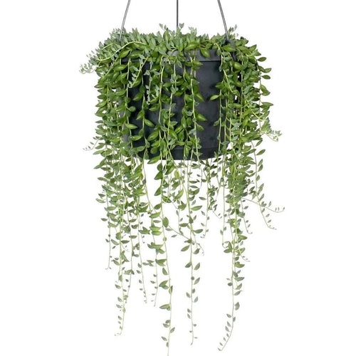 Senecio herreianus 
