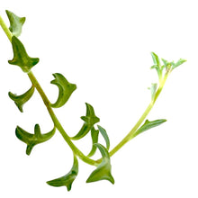 Load image into Gallery viewer, Senecio Peregrinus &quot;String of Dolphins&quot; 15/25 Plants Almost Paradise Berlin 
