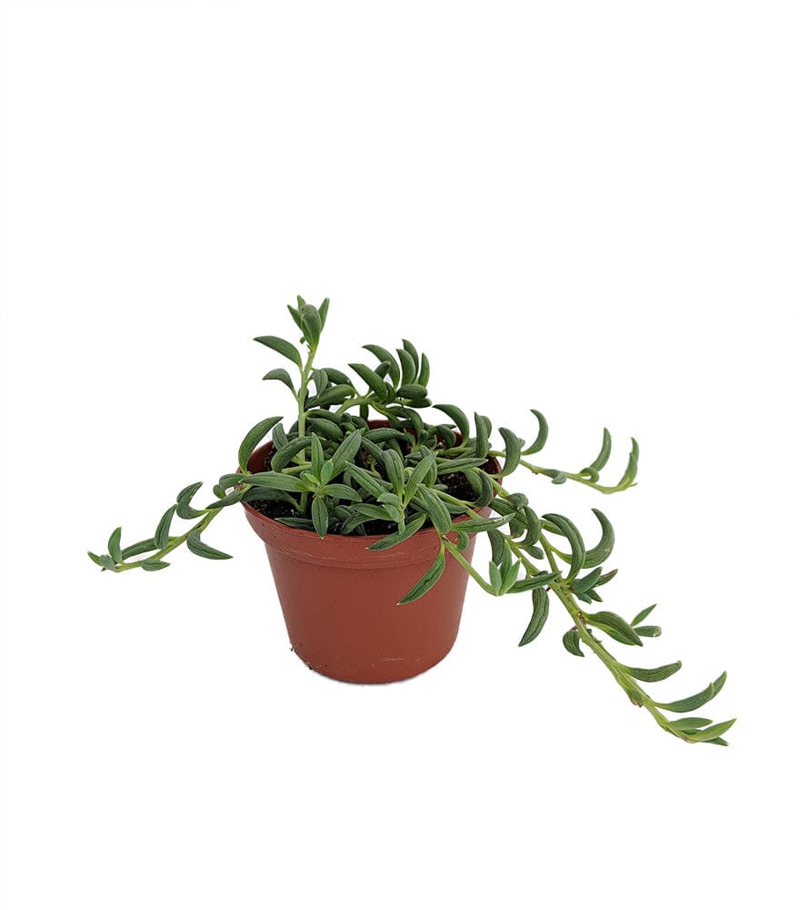 Senecio radicans - string of bananas 12/20 Plants Almost Paradise Berlin 