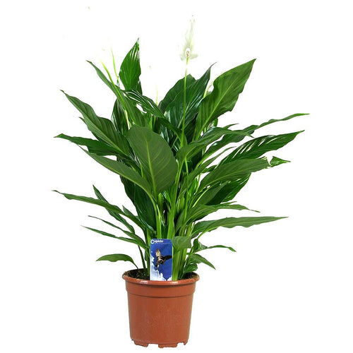 Spathiphyllum 