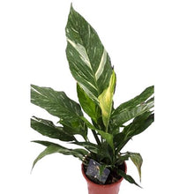 Load image into Gallery viewer, Spathiphyllum Diamond Variegata Plants Almost Paradise Berlin 
