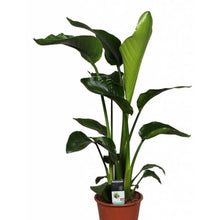 Load image into Gallery viewer, Strelitzia nicolai 5pp 30/150 Plants Almost Paradise Berlin 
