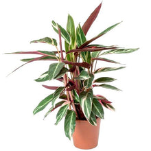 Load image into Gallery viewer, Stromanthe sanguinea &quot;Triostar&quot; 19/80 Plants Almost Paradise Berlin 
