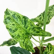 Syngonium Mottled Arrowhead 