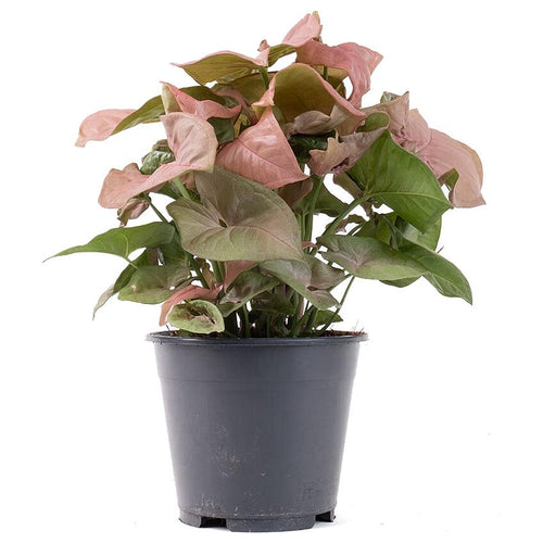 Syngonium 