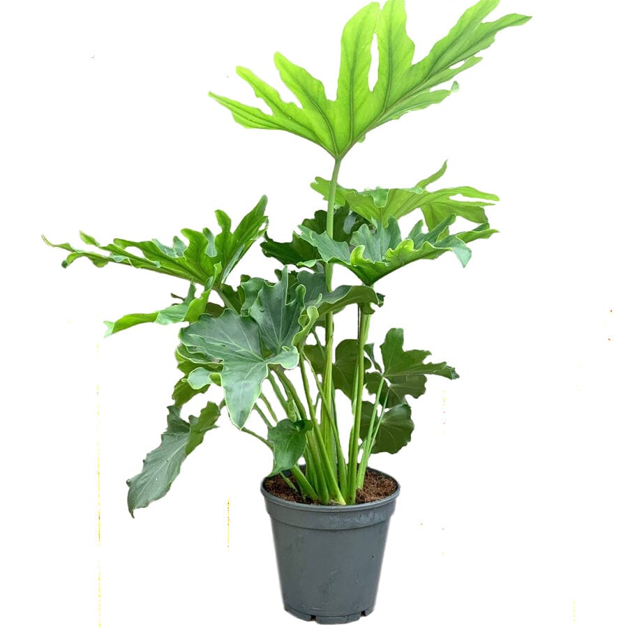 Thaumatophyllum bipinnatifidum (Philodendron bipinnatifidum, selloum) 