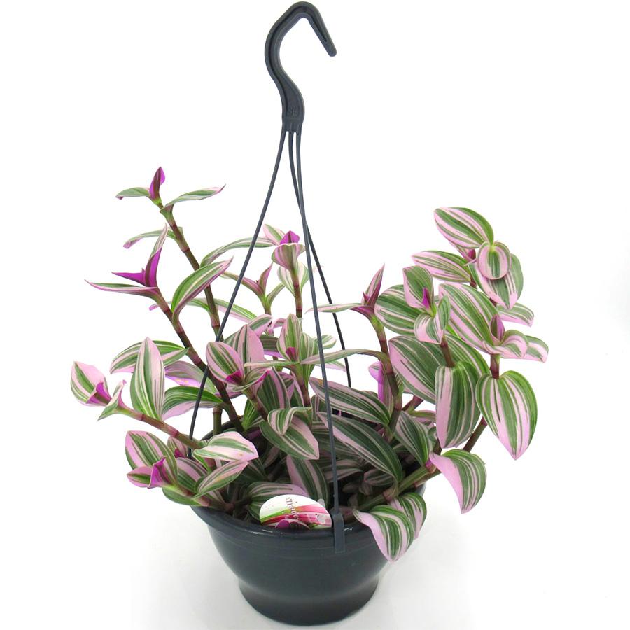 Tradescantia albif. 