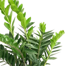 Load image into Gallery viewer, Zamioculcas zamiifolia 14/55 Plants Almost Paradise Berlin 
