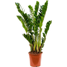 Load image into Gallery viewer, Zamioculcas zamiifolia 19/90 Plants Almost Paradise Berlin 

