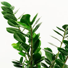 Load image into Gallery viewer, Zamioculcas zamiifolia 19/90 Plants Almost Paradise Berlin 

