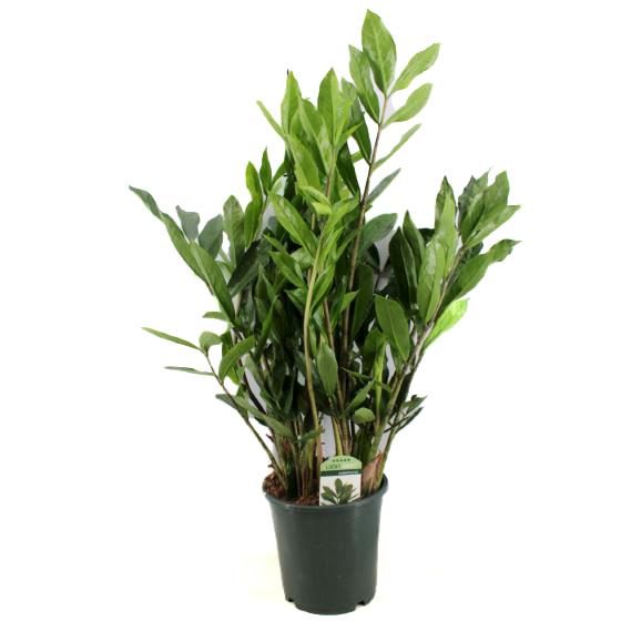 Zamioculcas zamiifolia 21/75 Special leaves Plants Almost Paradise Berlin 