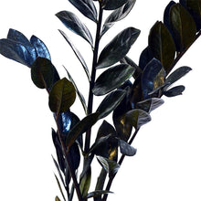 Lade das Bild in den Galerie-Viewer, Zamioculcas zamiifolia &quot;Raven Black&quot; 17/65 Plants Almost Paradise Berlin 

